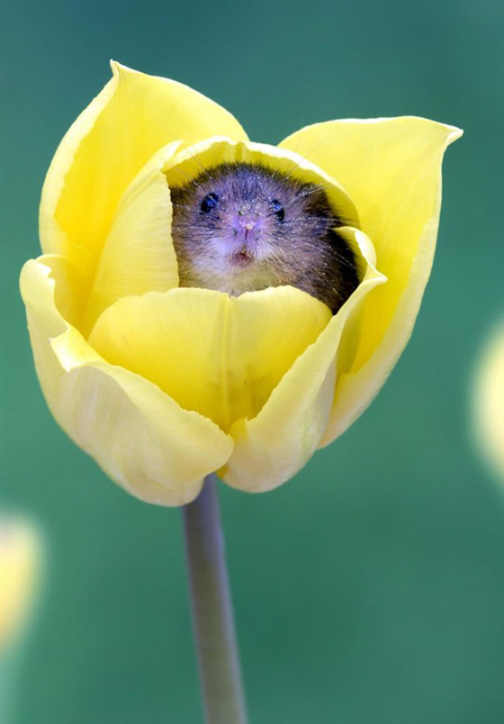 سرير من الزهور.. صور مذهلة لفئران صغيرة تنام داخل زهور التوليب صورة رقم 7