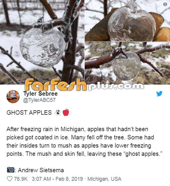 تفاح الجن.. ظاهرة غريبة للتفاح الجليدي الشفاف تثير جدلا في أمريكا صورة رقم 2