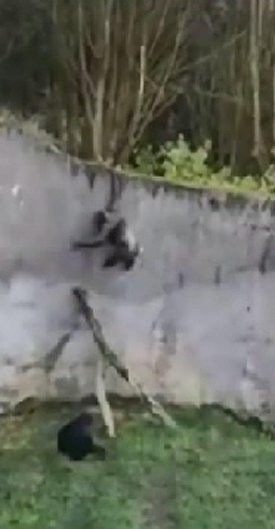 بالفيديو.. شمبانزي عبقري يخترع طريقة ليهرب من حديقة الحيوان صورة رقم 3