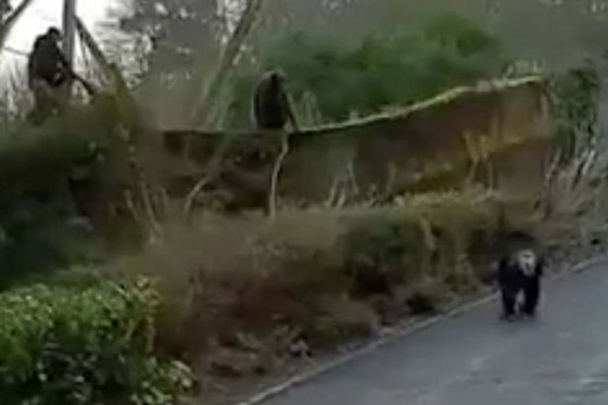 بالفيديو.. شمبانزي عبقري يخترع طريقة ليهرب من حديقة الحيوان صورة رقم 2