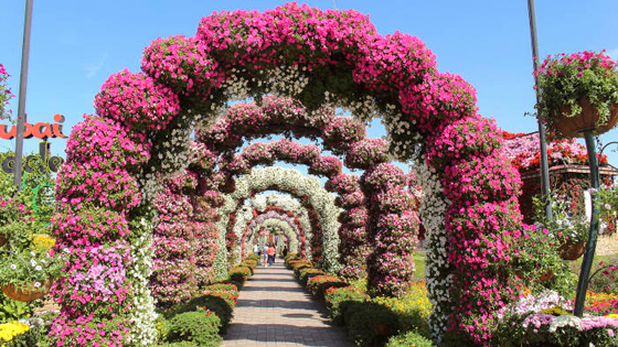 التايمز تسلط الضوء على (دبى جاردن) احدى أفضل 50 حديقة عالمية صورة رقم 1
