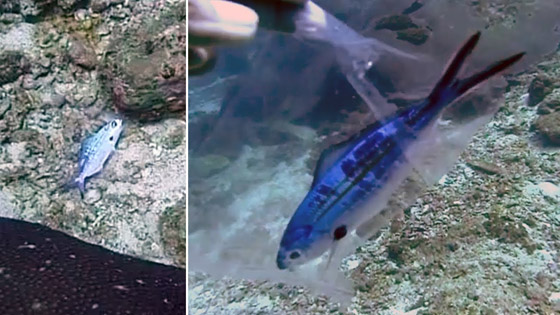 بالفيديو.. غواصة تنقذ سمكة صغيرة عالقة داخل كيس بلاستيكي صورة رقم 1