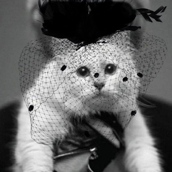 قطة محظوظة: مصمم الأزياء الشهير كارل لاغرفيلد يورث قطته الملايين! صورة رقم 5