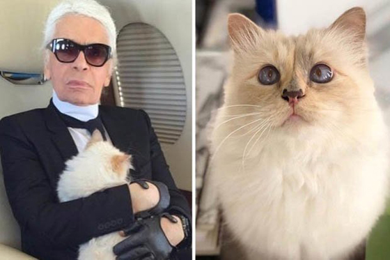 قطة محظوظة: مصمم الأزياء الشهير كارل لاغرفيلد يورث قطته الملايين! صورة رقم 6