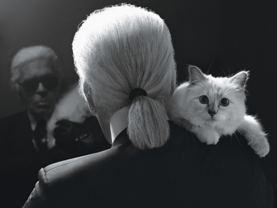 قطة محظوظة: مصمم الأزياء الشهير كارل لاغرفيلد يورث قطته الملايين! صورة رقم 11