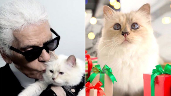 قطة محظوظة: مصمم الأزياء الشهير كارل لاغرفيلد يورث قطته الملايين! صورة رقم 2