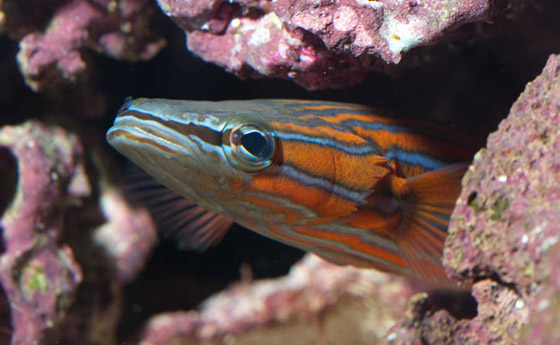  بالصور: أغلى أنواع الأسماك حول العالم صورة رقم 1