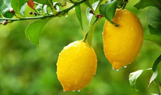اليكم أهم الفوائد الصحية لليمون الحامض.. صورة رقم 1
