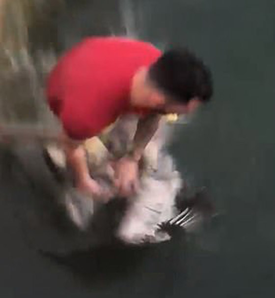 شاب أمريكي يهاجم بجعة محمية فتضربه بمنقارها وتهرب! فيديو صورة رقم 2