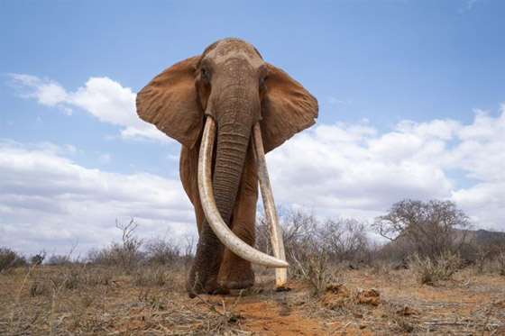 بالفيديو والصور: لقطات نادرة لفيل يمتلك أطول أنياب على الأرض! صورة رقم 1
