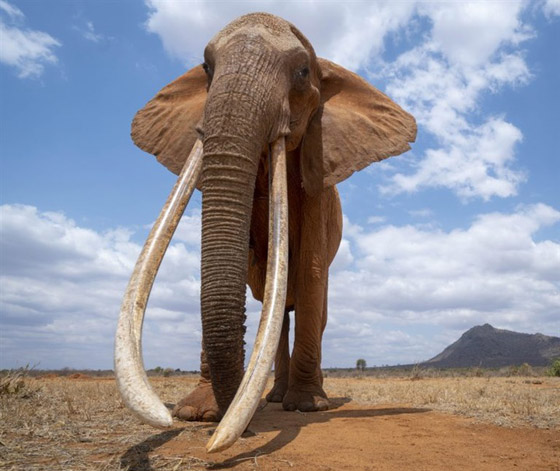 بالفيديو والصور: لقطات نادرة لفيل يمتلك أطول أنياب على الأرض! صورة رقم 2