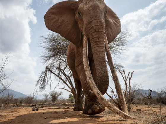بالفيديو والصور: لقطات نادرة لفيل يمتلك أطول أنياب على الأرض! صورة رقم 3