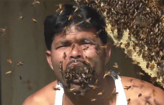 فيديو صادم.. هندي يدخل رأسه بقرص عسل ويحشو النحل حيا في فمه! صورة رقم 6