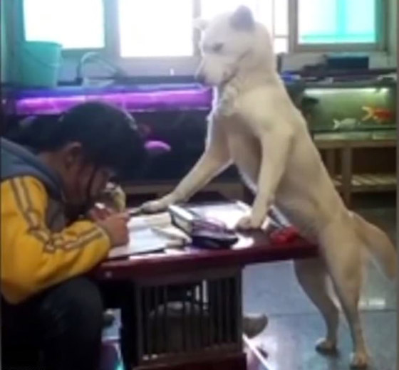 فيديو طريف.. كلبة تعتني بطفلة أثناء أدائها لواجباتها ووظائفها المدرسية صورة رقم 4