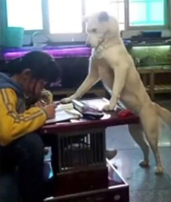 فيديو طريف.. كلبة تعتني بطفلة أثناء أدائها لواجباتها ووظائفها المدرسية صورة رقم 1