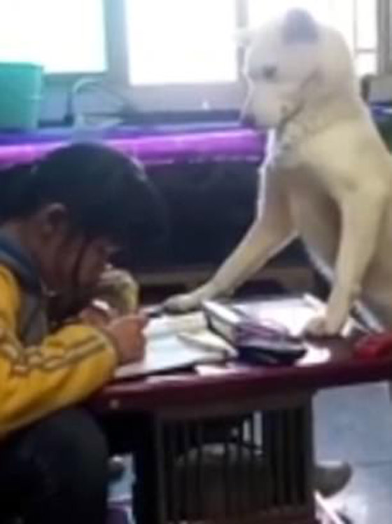فيديو طريف.. كلبة تعتني بطفلة أثناء أدائها لواجباتها ووظائفها المدرسية صورة رقم 2