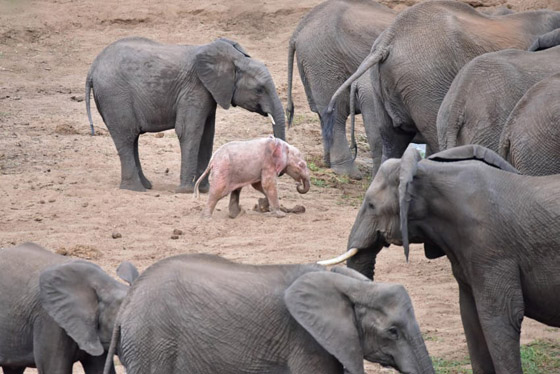 بالفيديو والصور: فيل صغير وردي اللون في محمية بجنوب إفريقيا صورة رقم 3