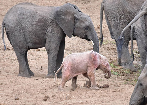 بالفيديو والصور: فيل صغير وردي اللون في محمية بجنوب إفريقيا صورة رقم 4