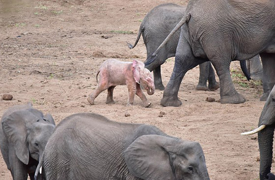 بالفيديو والصور: فيل صغير وردي اللون في محمية بجنوب إفريقيا صورة رقم 5