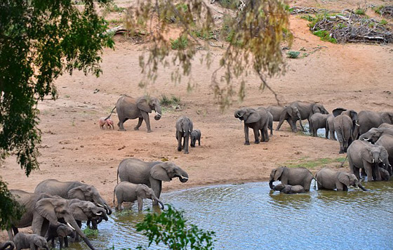 بالفيديو والصور: فيل صغير وردي اللون في محمية بجنوب إفريقيا صورة رقم 6