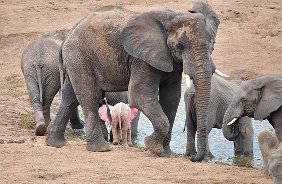 بالفيديو والصور: فيل صغير وردي اللون في محمية بجنوب إفريقيا صورة رقم 7