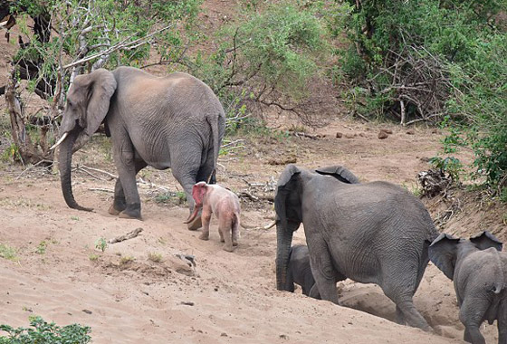 بالفيديو والصور: فيل صغير وردي اللون في محمية بجنوب إفريقيا صورة رقم 8