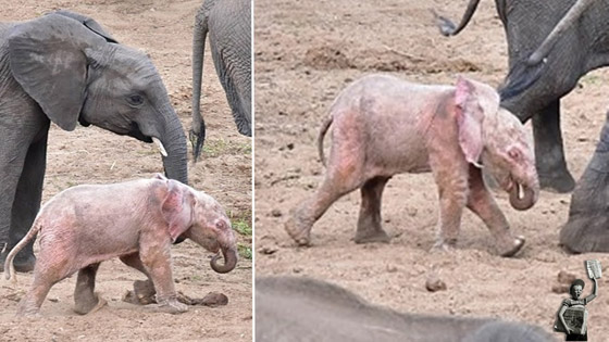 بالفيديو والصور: فيل صغير وردي اللون في محمية بجنوب إفريقيا صورة رقم 9