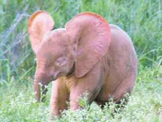 بالفيديو والصور: فيل صغير وردي اللون في محمية بجنوب إفريقيا صورة رقم 10