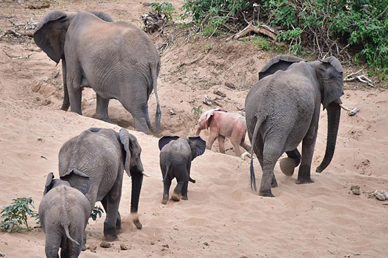 بالفيديو والصور: فيل صغير وردي اللون في محمية بجنوب إفريقيا صورة رقم 12