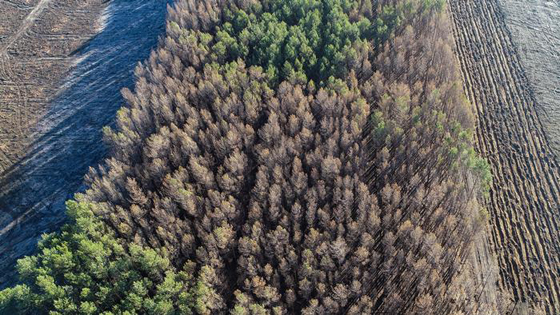 هذا ما تتسببه حرائق الغابات ... الكارثة تأتي بعد وقت صورة رقم 4