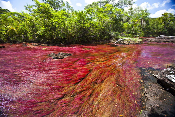 بالفيديو والصور: شاهدوا روعة النهر الذي يتدفق بـ5 ألوان صورة رقم 2