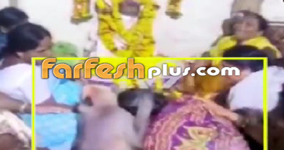  فيديو مؤثر: قرد يعزي امرأة باكية في جنازة صورة رقم 5