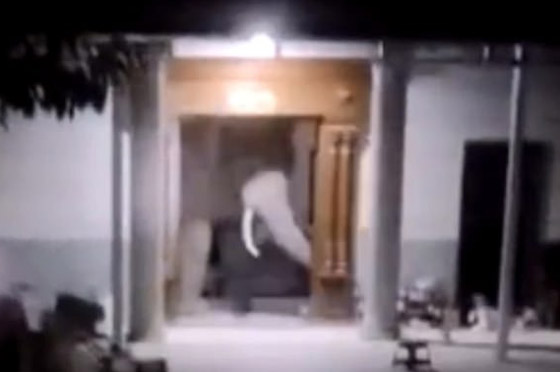 بالفيديو.. فيل بري جائع وغاضب يهاجم مطعما صينيا بحثا عن الطعام! صورة رقم 1