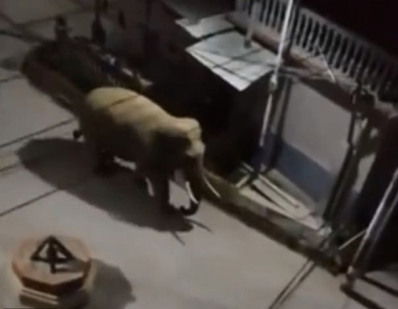 بالفيديو.. فيل بري جائع وغاضب يهاجم مطعما صينيا بحثا عن الطعام! صورة رقم 2