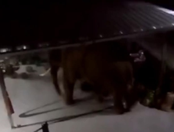 بالفيديو.. فيل بري جائع وغاضب يهاجم مطعما صينيا بحثا عن الطعام! صورة رقم 3
