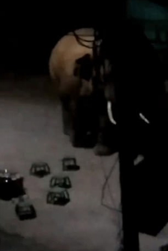 بالفيديو.. فيل بري جائع وغاضب يهاجم مطعما صينيا بحثا عن الطعام! صورة رقم 5