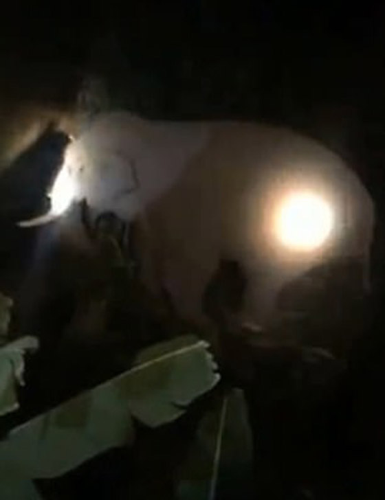 بالفيديو.. فيل بري جائع وغاضب يهاجم مطعما صينيا بحثا عن الطعام! صورة رقم 6