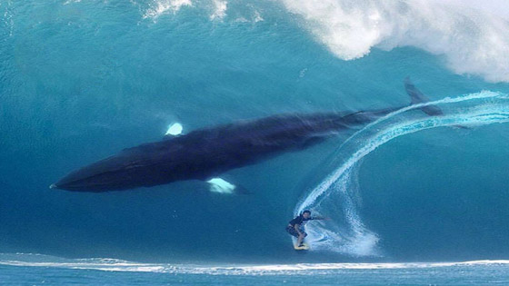 صورة راكب الأمواج والحوت الضخم تثير ضجة كبيرة.. حقيقية أم مفبركة؟ صورة رقم 1