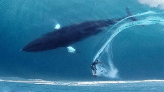 صورة راكب الأمواج والحوت الضخم تثير ضجة كبيرة.. حقيقية أم مفبركة؟ صورة رقم 2