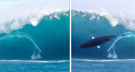 صورة راكب الأمواج والحوت الضخم تثير ضجة كبيرة.. حقيقية أم مفبركة؟ صورة رقم 4