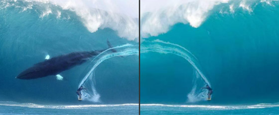 صورة راكب الأمواج والحوت الضخم تثير ضجة كبيرة.. حقيقية أم مفبركة؟ صورة رقم 5