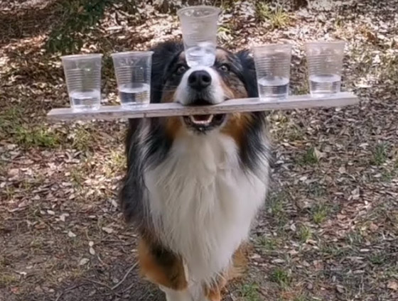 فيديو طريف.. كلب أسترالي يعرض مهاراته المذهلة والإنترنت منبهر! صورة رقم 1