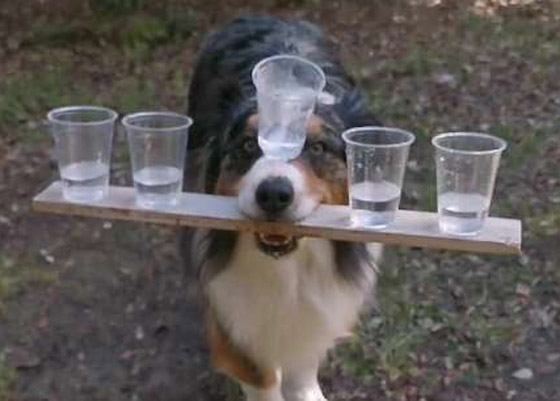 فيديو طريف.. كلب أسترالي يعرض مهاراته المذهلة والإنترنت منبهر! صورة رقم 2