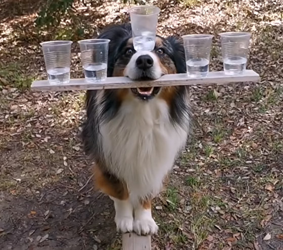 فيديو طريف.. كلب أسترالي يعرض مهاراته المذهلة والإنترنت منبهر! صورة رقم 3