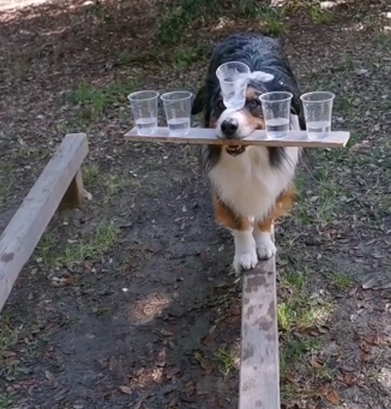 فيديو طريف.. كلب أسترالي يعرض مهاراته المذهلة والإنترنت منبهر! صورة رقم 4