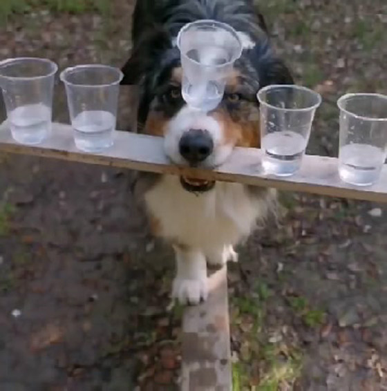فيديو طريف.. كلب أسترالي يعرض مهاراته المذهلة والإنترنت منبهر! صورة رقم 5