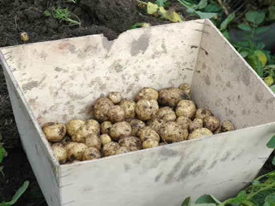 بالفيديو: لماذا تعتبر هذه البطاطس الفرنسية الأغلى بالعالم؟ ما يميزها؟ صورة رقم 5