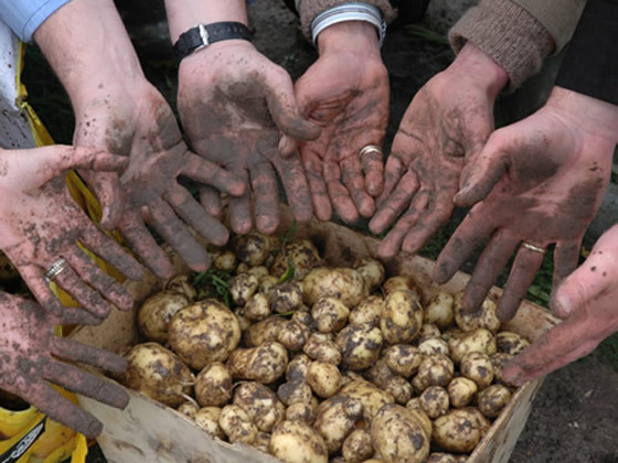 بالفيديو: لماذا تعتبر هذه البطاطس الفرنسية الأغلى بالعالم؟ ما يميزها؟ صورة رقم 6