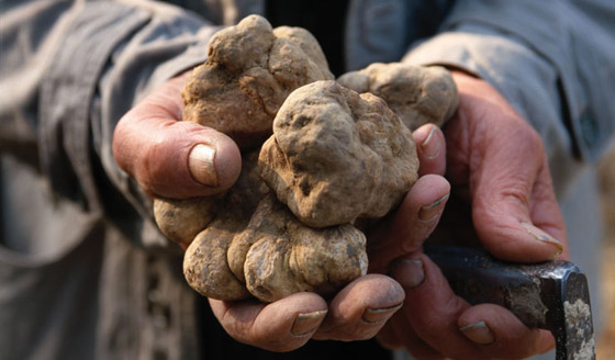 بالفيديو: لماذا تعتبر هذه البطاطس الفرنسية الأغلى بالعالم؟ ما يميزها؟ صورة رقم 10