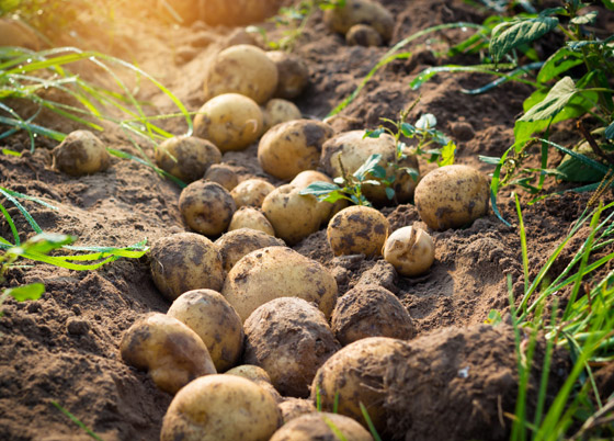 بالفيديو: لماذا تعتبر هذه البطاطس الفرنسية الأغلى بالعالم؟ ما يميزها؟ صورة رقم 13